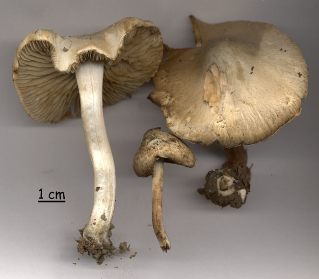 Inocybe corydalina